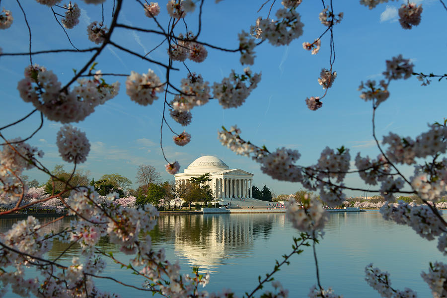 Architecture Photograph - Cherry Blossoms 2013 - 039 by Metro DC Photography