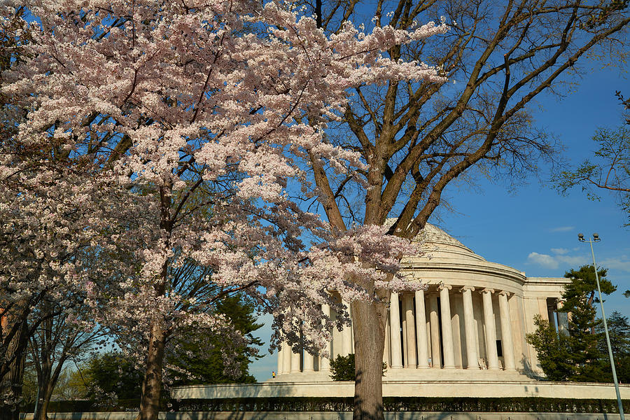Cherry Blossoms 2013 - 048 Photograph by Metro DC Photography
