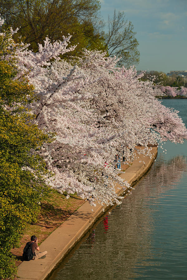 Cherry Blossoms 2013 - 053 Photograph by Metro DC Photography