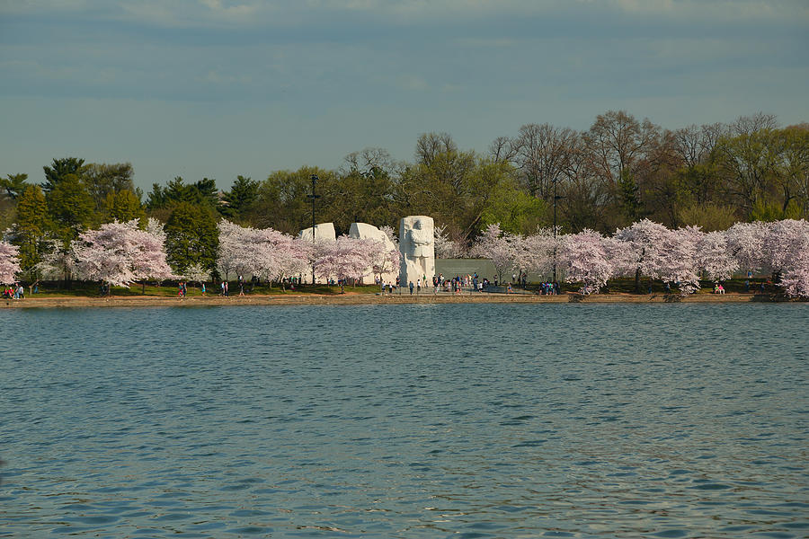 Cherry Blossoms 2013 - 055 Photograph by Metro DC Photography
