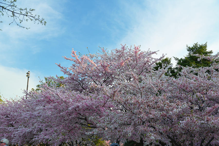 Architecture Photograph - Cherry Blossoms 2013 - 070 by Metro DC Photography