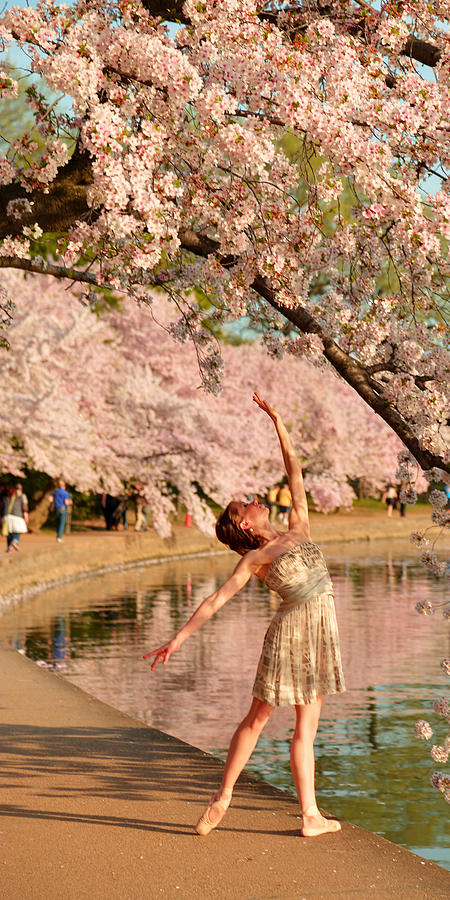 Cherry Blossoms 2013 - 077 Photograph by Metro DC Photography