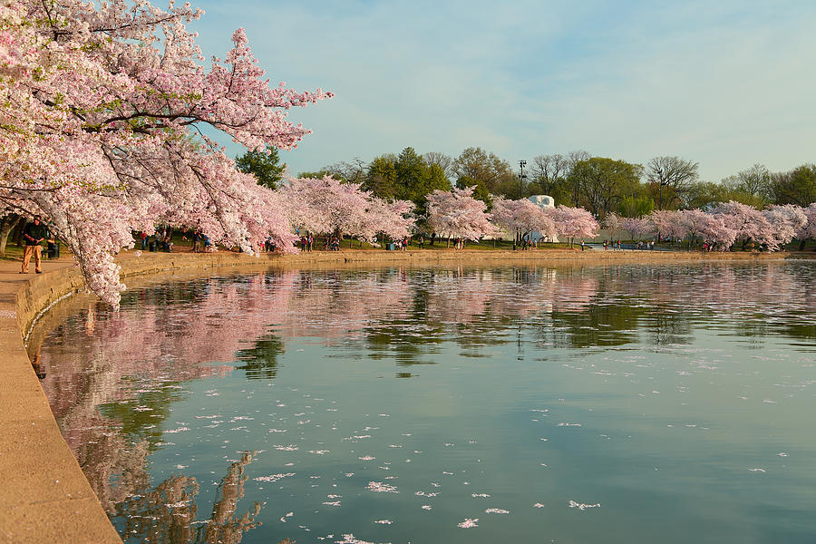 Architecture Photograph - Cherry Blossoms 2013 - 083 by Metro DC Photography