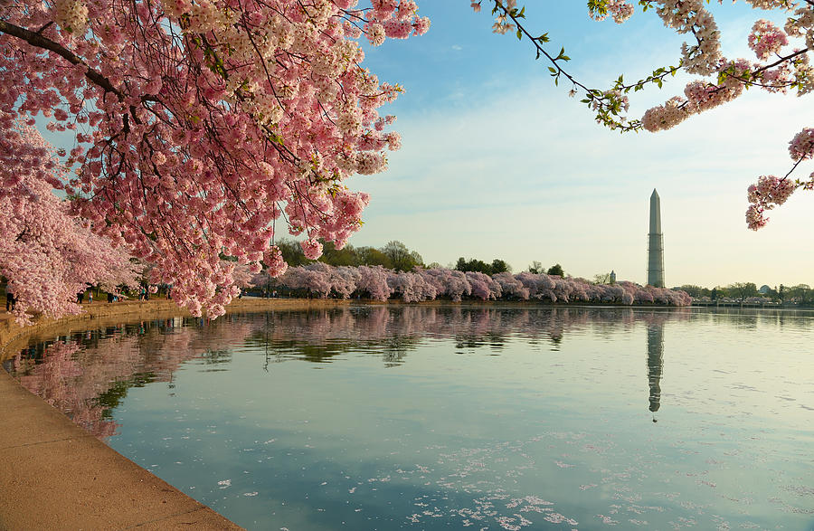 Architecture Photograph - Cherry Blossoms 2013 - 084 by Metro DC Photography
