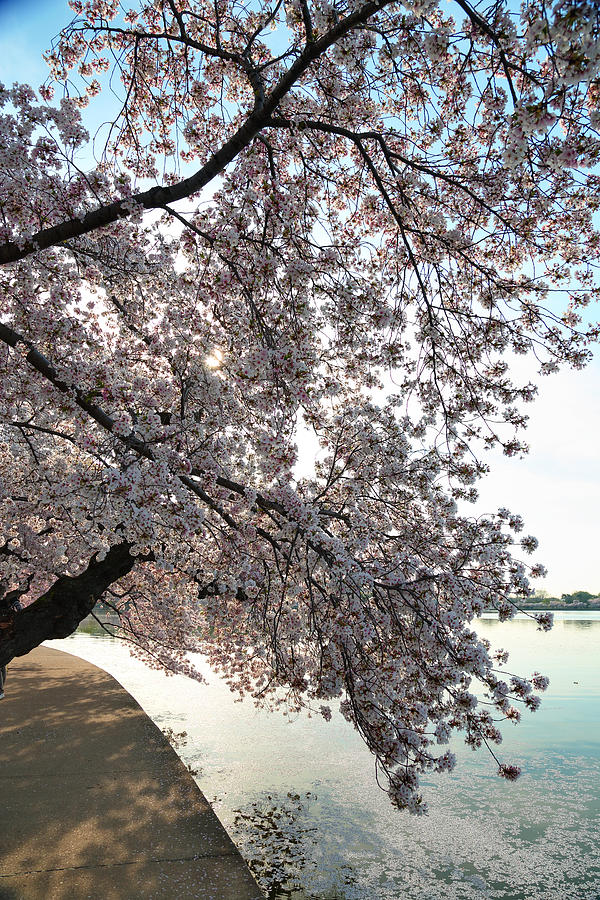 Architecture Photograph - Cherry Blossoms 2013 - 092 by Metro DC Photography