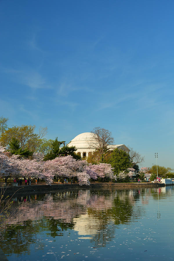 Cherry Blossoms 2013 - 098 Photograph by Metro DC Photography