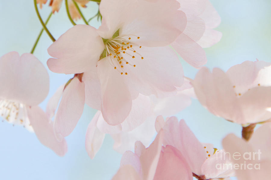 Cherry Blossoms 3 Photograph by Chris Scroggins