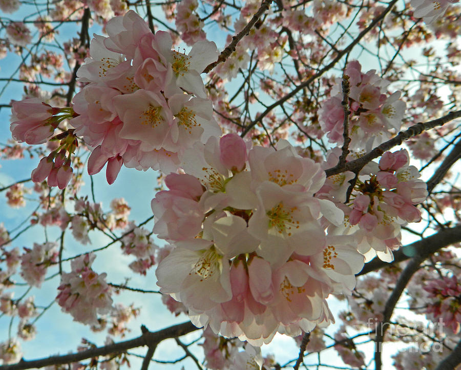 Cherry Blossoms - A Look Inside Photograph by Emmy Vickers