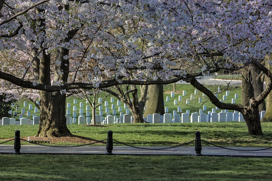 Cherry Blossoms Adorn Arlington National Cemetery Photograph by Susan Candelario
