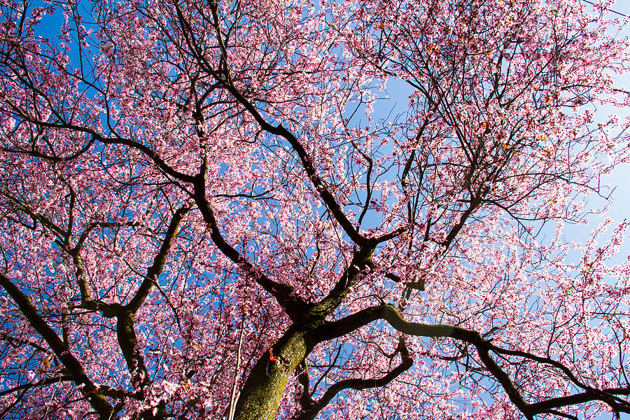 Cherry Blossoms all over Photograph by Kunal Mehra