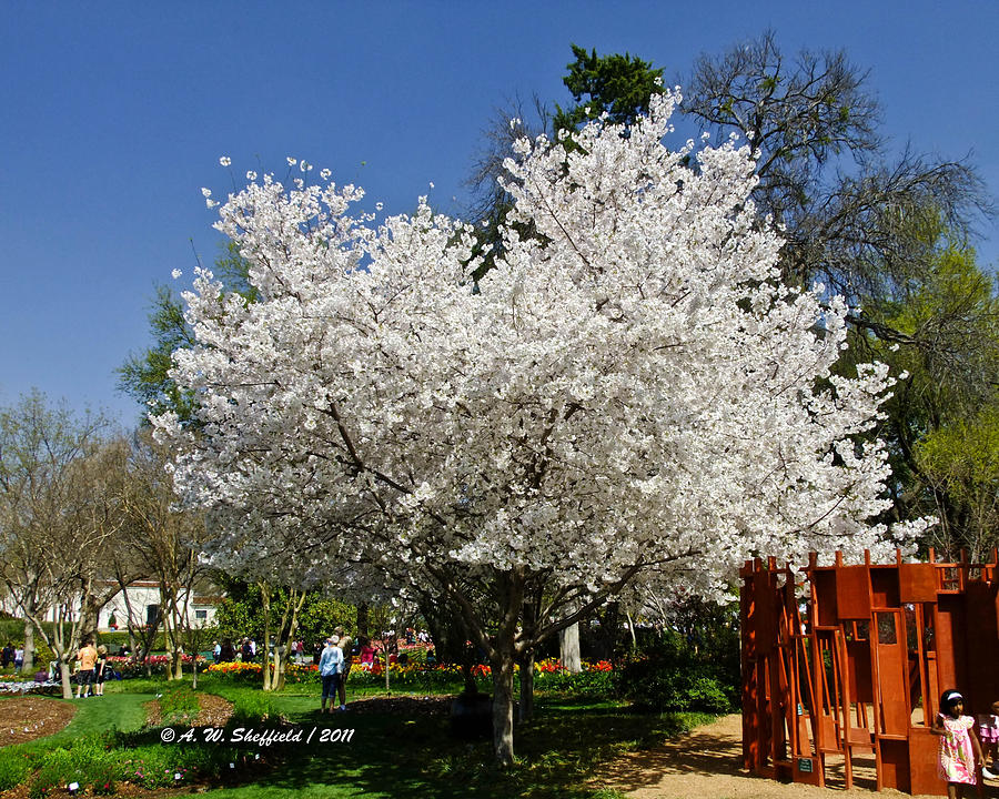 Dallas Photograph - Cherry Blossoms by Allen Sheffield
