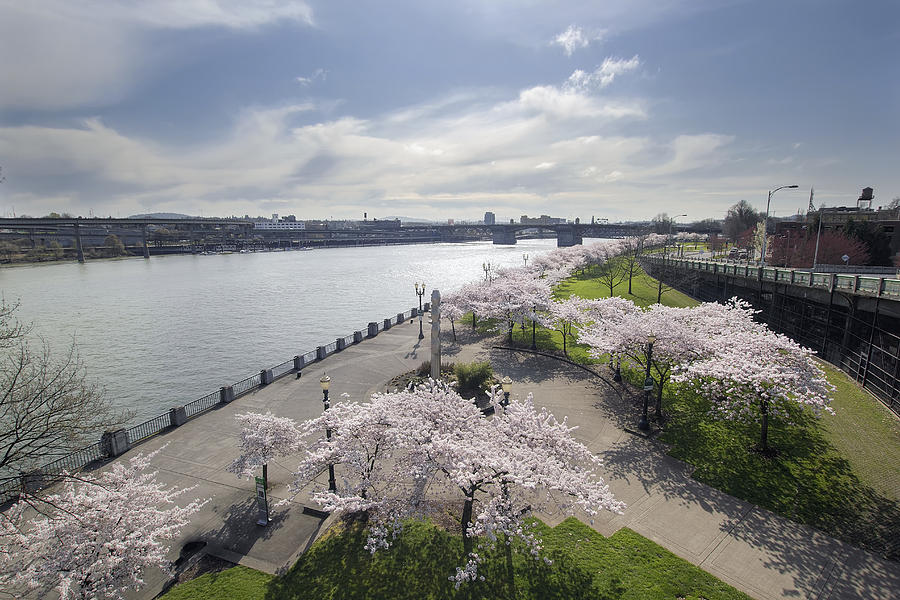 Cherry Blossoms Along Portland Willamette River Photograph By Jit Lim 