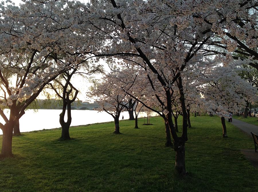 Cherry Blossoms Along the Potomac Photograph by Lois Ivancin Tavaf