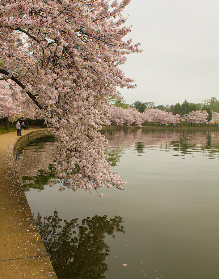 Cherry Blossoms Along the Tidal Basin Photograph by Leah Palmer