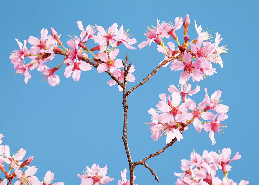 Cherry Blossoms And A Clear Blue Sky Photograph by Joecicak
