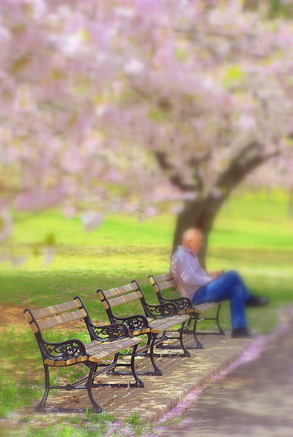 Cherry Blossoms and Benches Photograph by Judy Salcedo