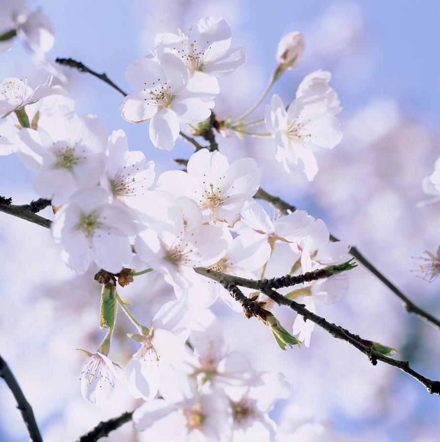 Cherry blossoms and blue sky Photograph by Ulrich Kunst And Bettina Scheidulin