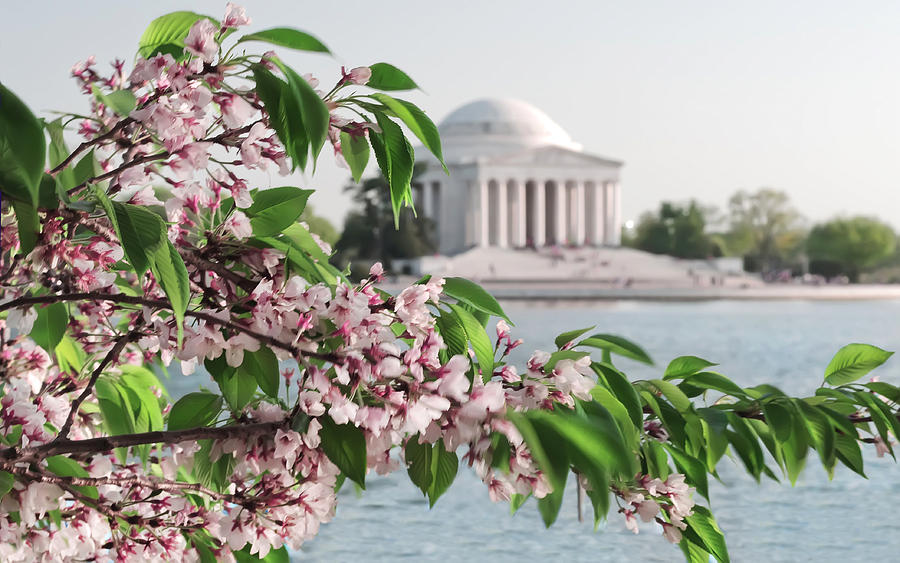 Cherry Blossoms and the Jefferson Memorial 2 Photograph by Mitchell R Grosky