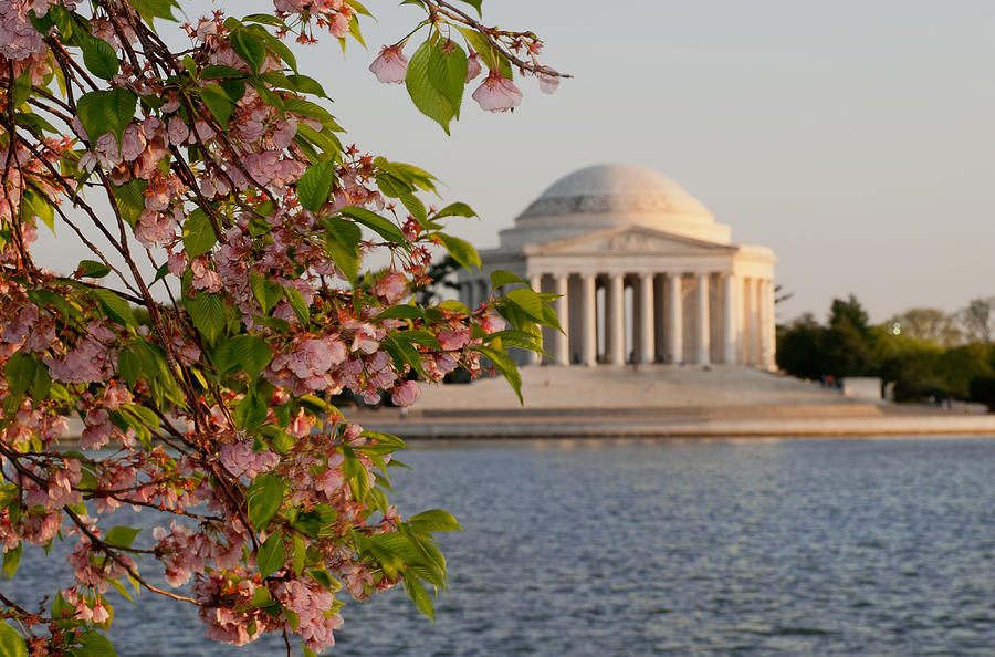 Cherry Blossoms and the Jefferson Memorial 3 Photograph by Mitchell R Grosky