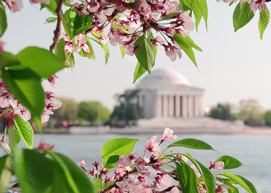 Cherry Blossoms and the Jefferson Memorial Photograph by Mitchell R Grosky