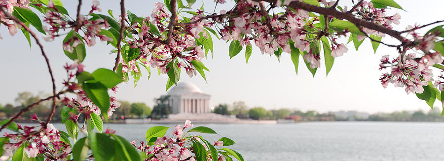 Cherry Blossoms and the Jefferson Memorial Panorama Photograph by Mitchell R Grosky