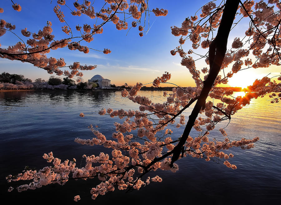 Cherry Blossoms and the Setting Sun over the Tidal Basin Photograph by SCB Captures
