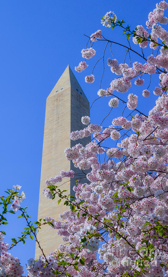 Cherry Blossoms and Washington Monument Photograph by Jeff at JSJ Photography
