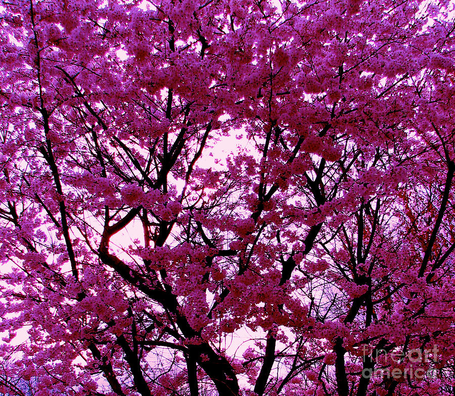 Cherry Blossoms Photograph by Anita Lewis