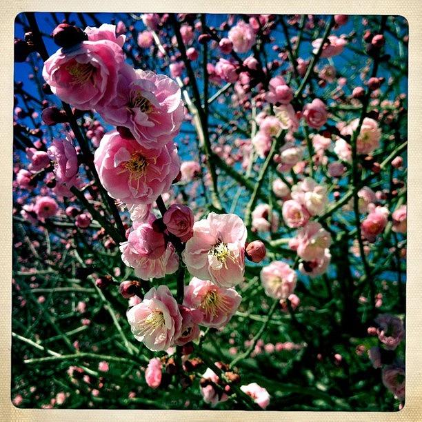 Johns Photograph - Cherry Blossoms Are Starting To Come by Alex Snay