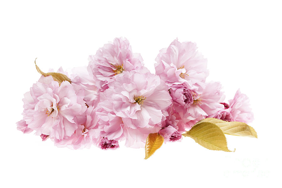 Cherry blossoms arrangement Photograph by Elena Elisseeva