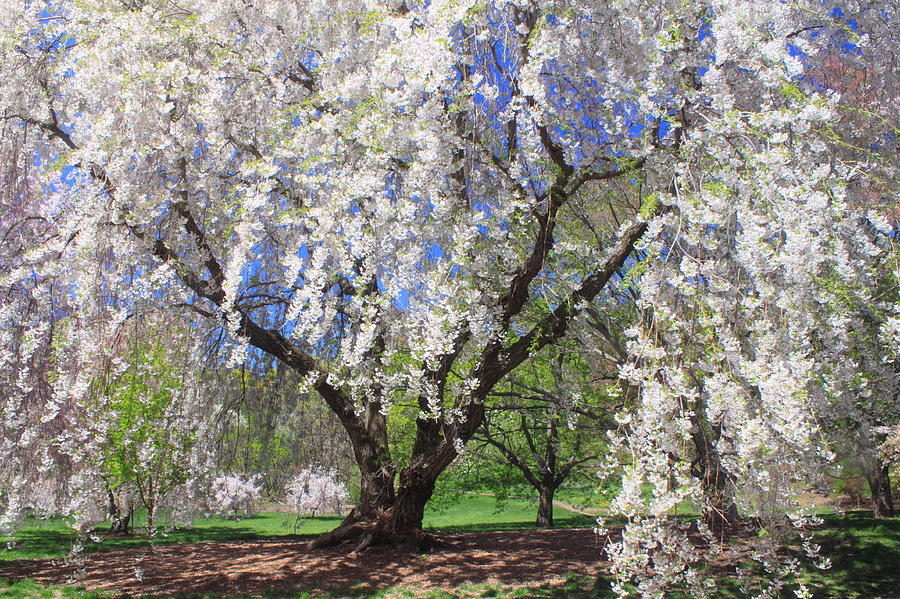 Cherry Blossoms at Arnold Arboretum Photograph by John Burk