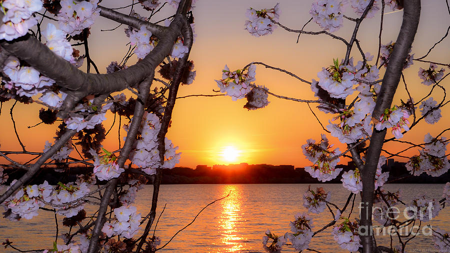 Cherry Blossoms at Sunset on the Basin Photograph by Jeff at JSJ Photography
