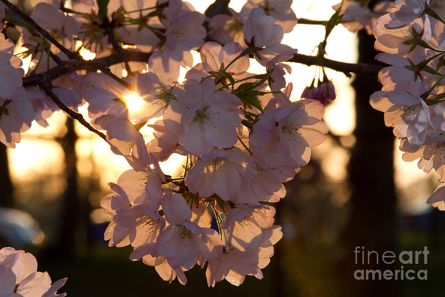 Cherry Blossoms At Sunset Photograph By Texjames Photography - Fine Art