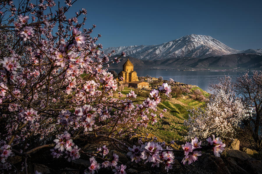 Cherry Blossoms At The Armanian Church Photograph by Coolbiere Photograph