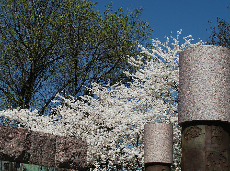 Cherry Blossoms at the Franklin D Roosevelt Memorial Digital Art by David Blank