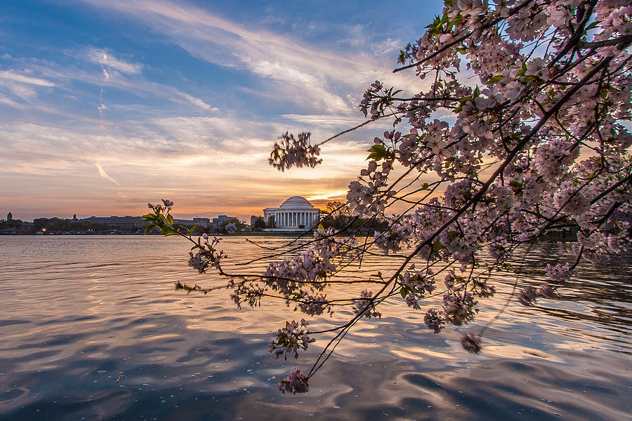 Nature Photograph - Cherry Blossoms at the Jefferson Memorial by Tony Delsignore