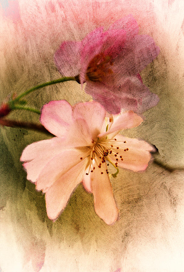 Cherry Blossoms Photograph by Barbara Socor