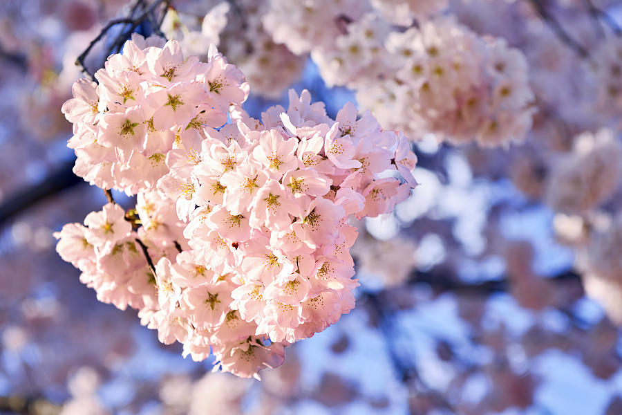 Cherry Blossoms Photograph by Bill Dodsworth