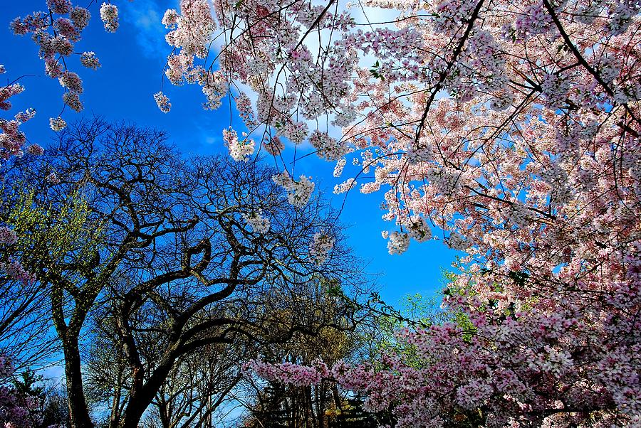 Cherry Blossoms Photograph by Bill Jonscher