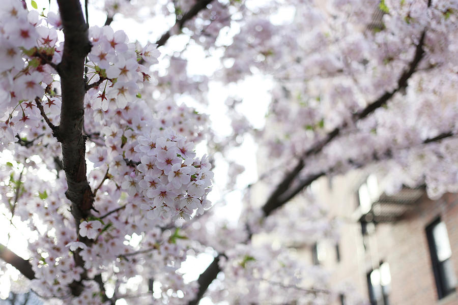 Cherry Blossoms Blooming In Brooklyn, Ny Photograph by Photo By Jodi Mckee