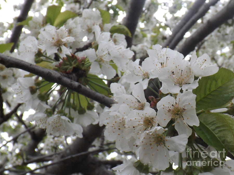 Cherry Blossoms Branching Out Photograph by Brenda Brown