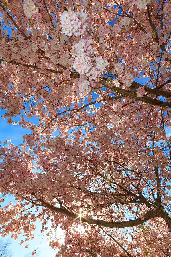 Cherry Blossoms Photograph by Bryan Bzdula