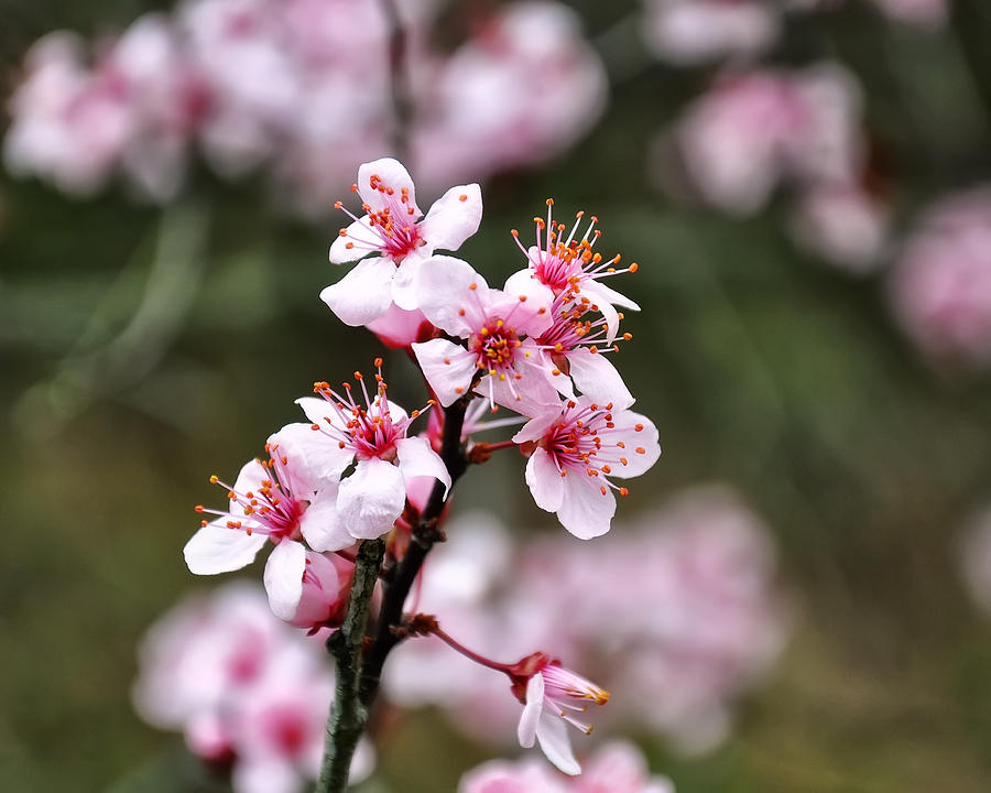Cherry blossoms Photograph by Flees Photos