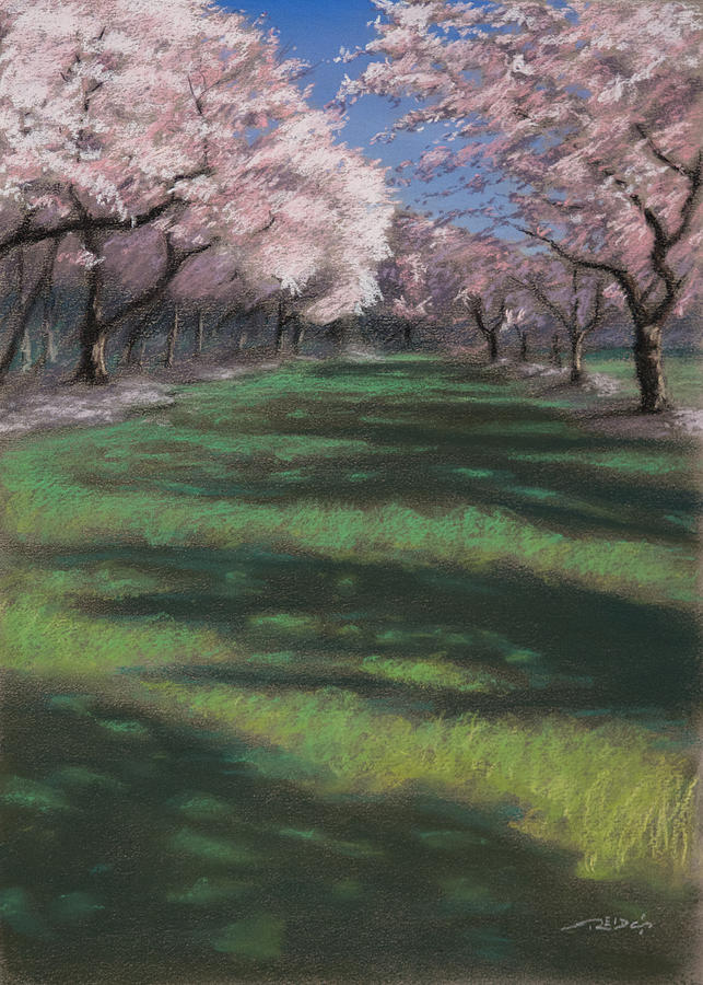 Cherry Blossoms Painting by Christopher Reid