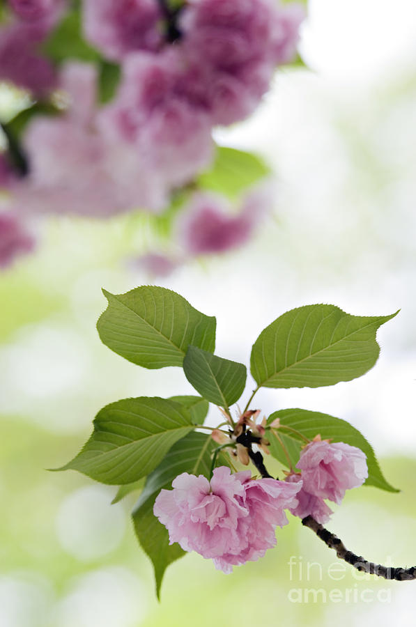 Cherry Blossoms - D008985 Photograph by Daniel Dempster