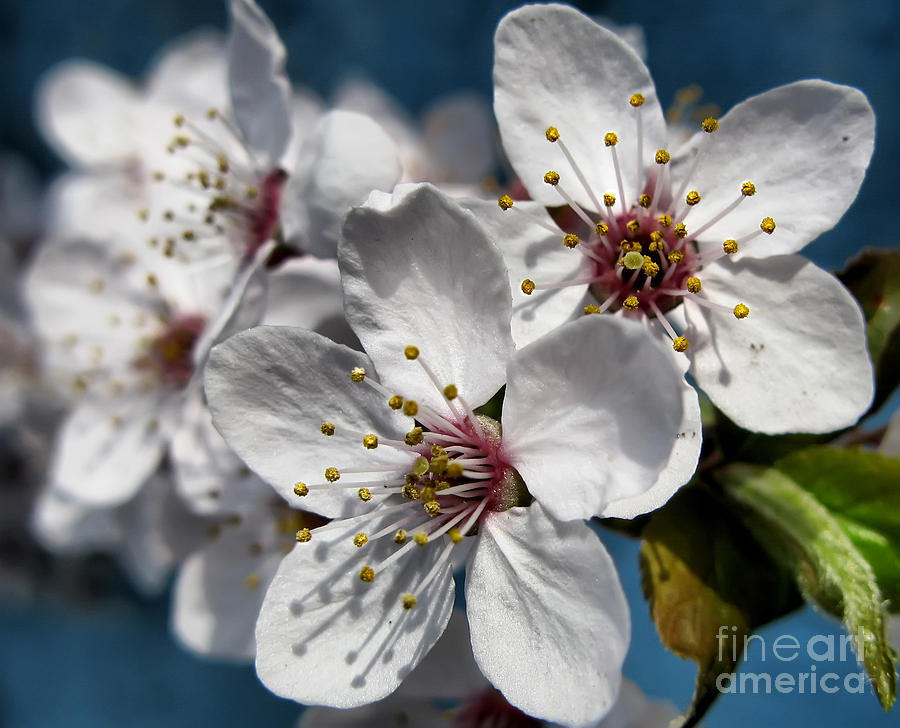 Cherry Blossoms Photograph by Daliana Pacuraru