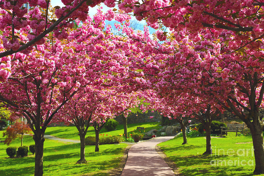 Cherry Blossoms Photograph - Cherry Blossoms by Dan Hilsenrath