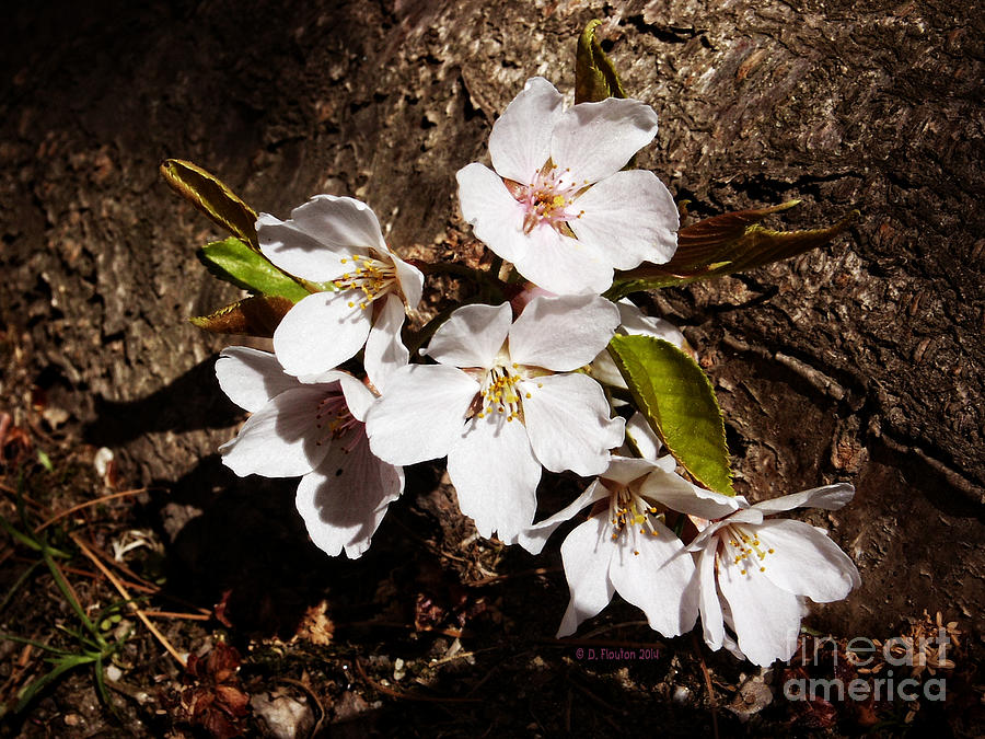 Cherry Blossoms Photograph by Dee Flouton