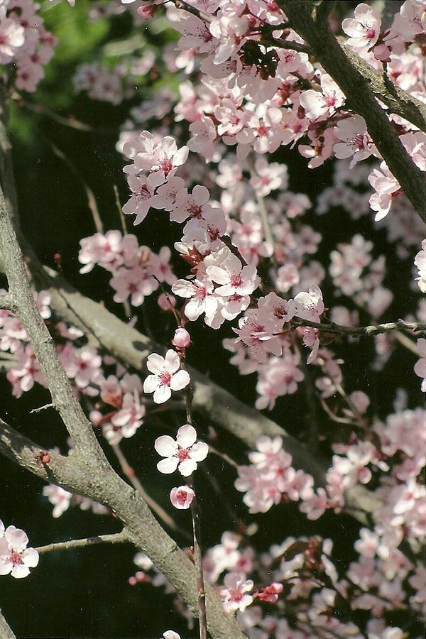 Cherry Blossoms Photograph by Dody Rogers