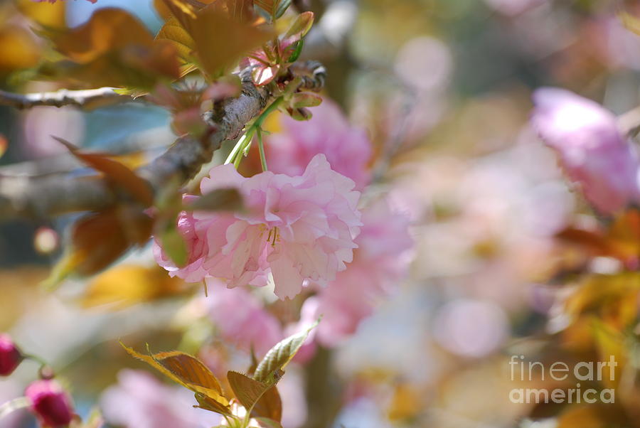 Cherry Blossoms Photograph by DejaVu Designs